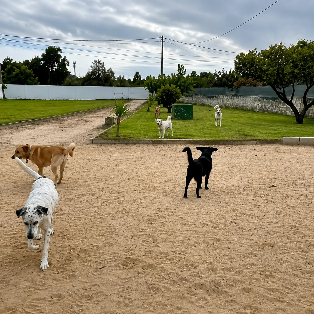 Cães a correr no espaço exterior vedado