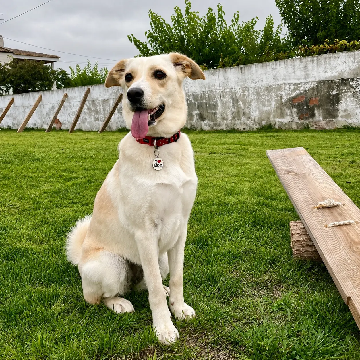 Dois cães a brincar na área interior