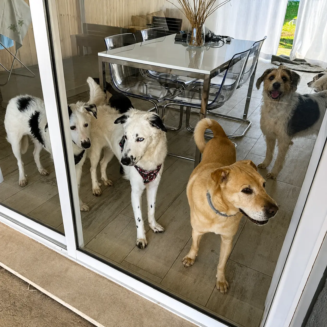 Cuidadora a dar mimo a um cão na creche canina